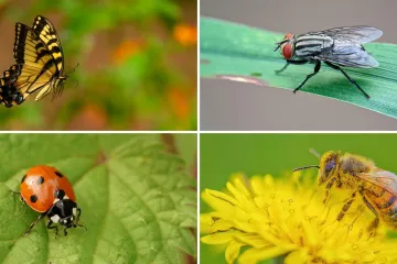 Ne moraš biti genijalac da prepoznaš barem šest kukaca sa slike: Pitanja su stvarno laka