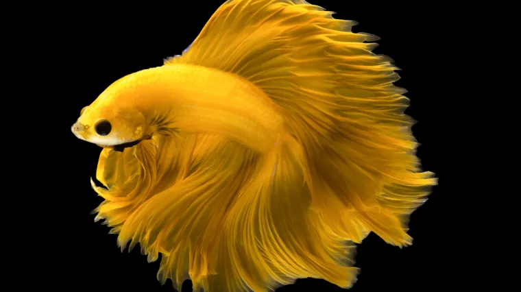 [KVIZ] Svi moraju prepoznati ove žute životinje