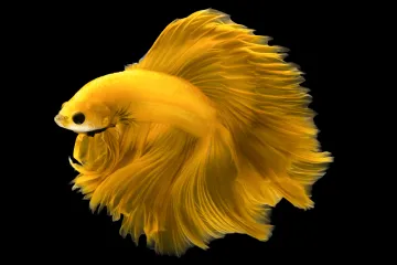 [KVIZ] Svi moraju prepoznati ove žute životinje