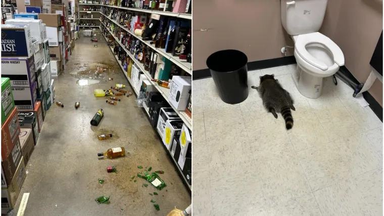 Rakun provalio u trgovinu s alkoholom i nalio se kao životinja, našli su ga oduzetog u WC-u