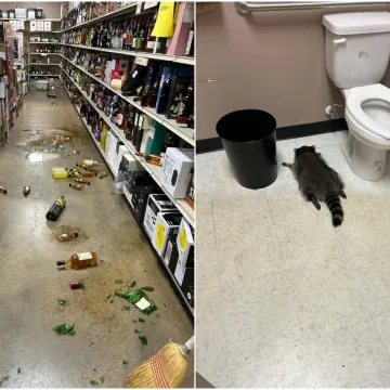 Rakun provalio u trgovinu s alkoholom i nalio se kao životinja, našli su ga oduzetog u WC-u