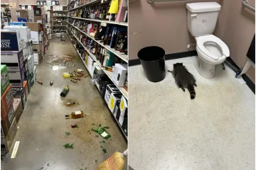 Rakun provalio u trgovinu s alkoholom i nalio se kao životinja, našli su ga oduzetog u WC-u