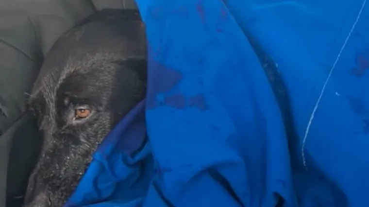 Sretan završetak dramatične potrage: Labradorica pronađena kako pliva oceanom