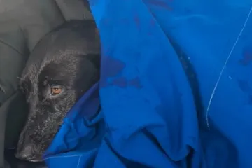 Sretan završetak dramatične potrage: Labradorica pronađena kako pliva oceanom