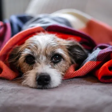 Veterinari: 'Uočite li ove simptome kod psa, odmah potražite pomoć, i vi se možete zaraziti'