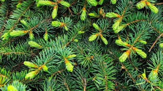 [KVIZ] Jesi li pravi znalac o zimzelenom drveću?