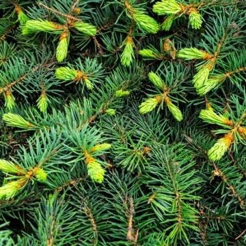 [KVIZ] Jesi li pravi znalac o zimzelenom drveću?