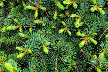 [KVIZ] Jesi li pravi znalac o zimzelenom drveću?