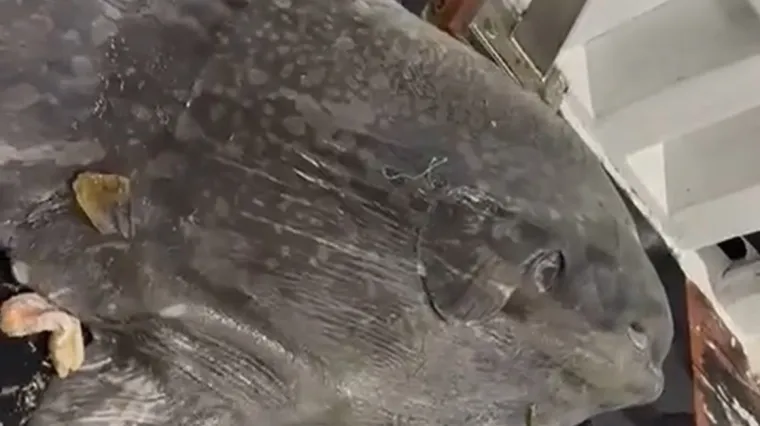 Divna priča iz Splita: Iskidali su vlastitu mrežu kako bi spasili morskog diva od 200kg!