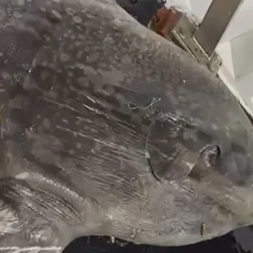 Divna priča iz Splita: Iskidali su vlastitu mrežu kako bi spasili morskog diva od 200kg!