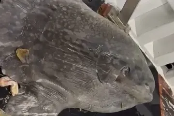 Divna priča iz Splita: Iskidali su vlastitu mrežu kako bi spasili morskog diva od 200kg!