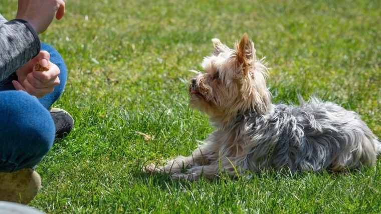 Stručnjak upozorava nove vlasnike pasa: 'Ključno pravilo morate slijediti od prvog dana'