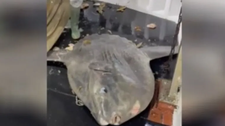 Profesorica otkrila po čemu je poseban bucanj kojeg su ulovili pa pustili ribari kraj Šolte