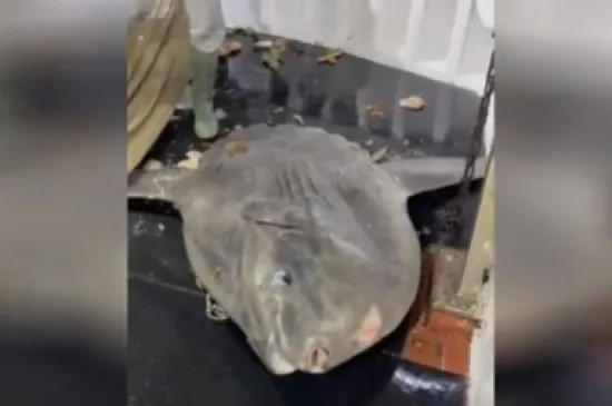 Profesorica otkrila po čemu je poseban bucanj kojeg su ulovili pa pustili ribari kraj Šolte