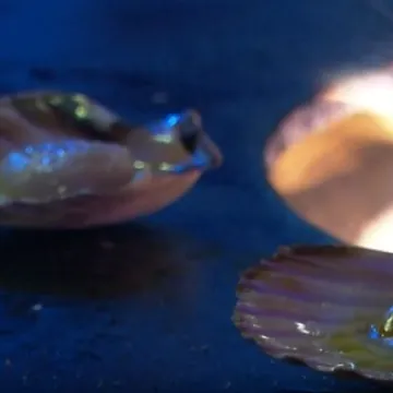 Tko još jede obične kobase? Pa pogledajte samo što se sve nudi na zagrebačkom Adventu