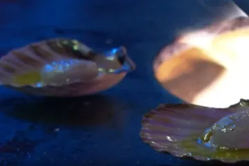 Tko još jede obične kobase? Pa pogledajte samo što se sve nudi na zagrebačkom Adventu