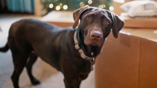 Strogo zabranjeni: Labradorica je jedini i vjerojatno posljednji ljubimac na Božićnom otoku