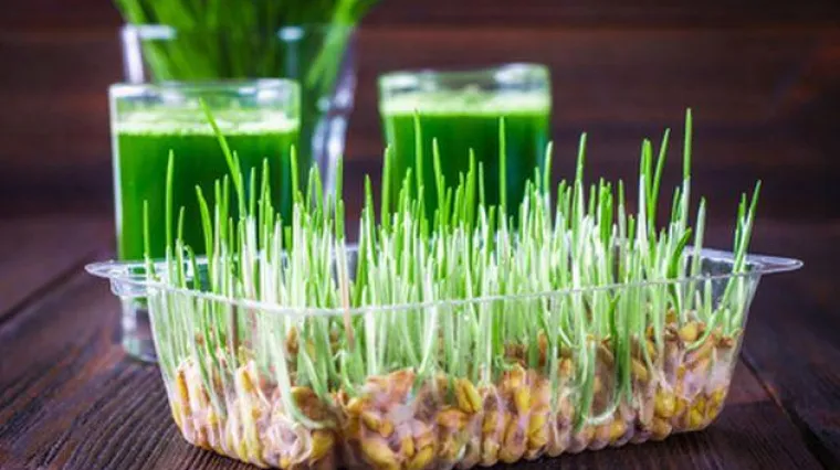 Zeleni simbol nade i obilja: Donosimo vodič za uspješnu božićnu pšenicu, korak po korak