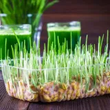 Zeleni simbol nade i obilja: Donosimo vodič za uspješnu božićnu pšenicu, korak po korak