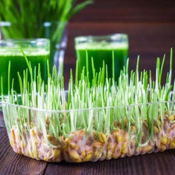 Zeleni simbol nade i obilja: Donosimo vodič za uspješnu božićnu pšenicu, korak po korak