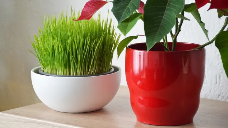 Zeleni simbol nade i obilja: Donosimo vodič za uspješnu božićnu pšenicu, korak po korak