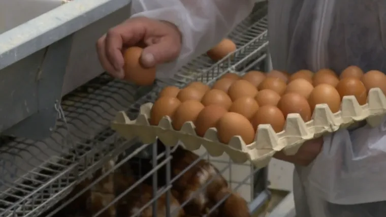 Njihove su koke snijele milijardito jaje: Bili smo na slavonskoj farmi za primjer!