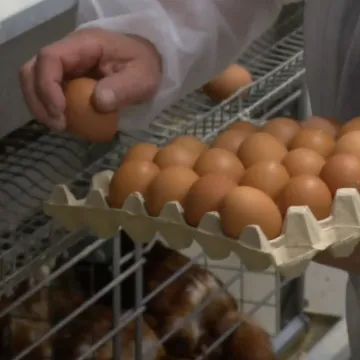 Njihove su koke snijele milijardito jaje: Bili smo na slavonskoj farmi za primjer!