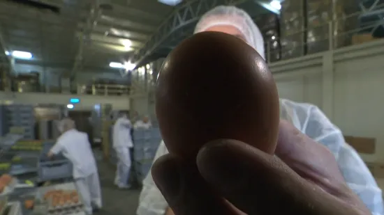 Koke su na ovoj osječkoj farmi snijele milijardito jaje. Što je sve važno da bude kvalitetno?