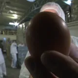 Koke su na ovoj osječkoj farmi snijele milijardito jaje. &Scaron;to je sve važno da bude kvalitetno?