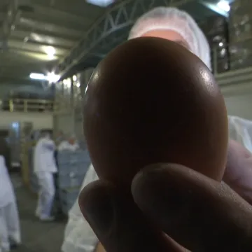 Koke su na ovoj osječkoj farmi snijele milijardito jaje. &Scaron;to je sve važno da bude kvalitetno?