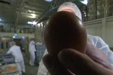 Koke su na ovoj osječkoj farmi snijele milijardito jaje. Što je sve važno da bude kvalitetno?