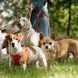 Koliko je pametan vaš pas? Ovako se različite pasmine rangiraju po inteligenciji