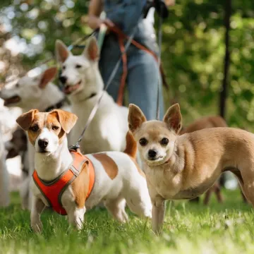 Koliko je pametan vaš pas? Ovako se različite pasmine rangiraju po inteligenciji