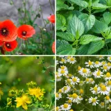 Rijetki će prepoznati ove livadne biljke sa slike: Dokaži da nije nemoguće znati sve