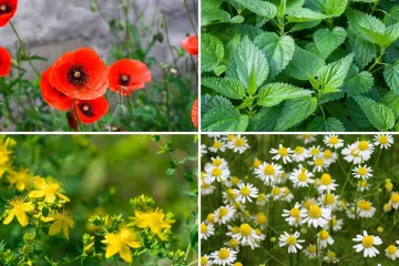 Rijetki će prepoznati ove livadne biljke sa slike: Dokaži da nije nemoguće znati sve