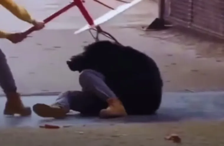 Medvjed na hoverboardu izgubio živce i nasrnuo na trenera pred publikom