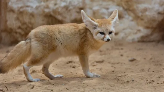 [KVIZ] Znaš li baš sve o pustinjskim životinjama?