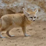 [KVIZ] Znaš li baš sve o pustinjskim životinjama?