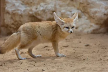 [KVIZ] Znaš li baš sve o pustinjskim životinjama?