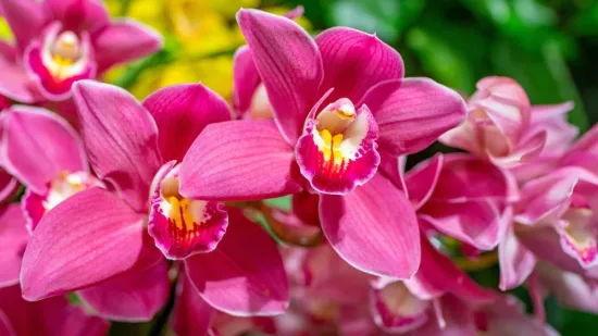 [KVIZ] Jesi li pravi ljubitelj orhideja?