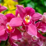 [KVIZ] Jesi li pravi ljubitelj orhideja?