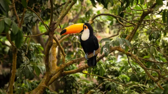 [KVIZ] Zna&scaron; li sve o životinjama koje nastanjuju tropske krajeve?