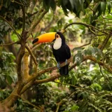 [KVIZ] Zna&scaron; li sve o životinjama koje nastanjuju tropske krajeve?