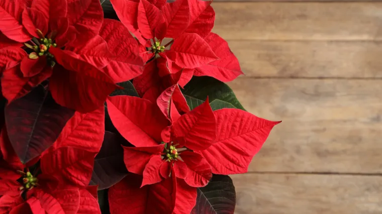 [KVIZ] Koliko znaš o najpoznatijim božićnim biljkama?