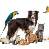 [KVIZ] Provjeri svoje znanje o kućnim ljubimcima