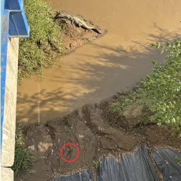 Internet raspamećen: Čak 99% ljudi nije uspjelo naći drugog krokodila, razlog je genijalan