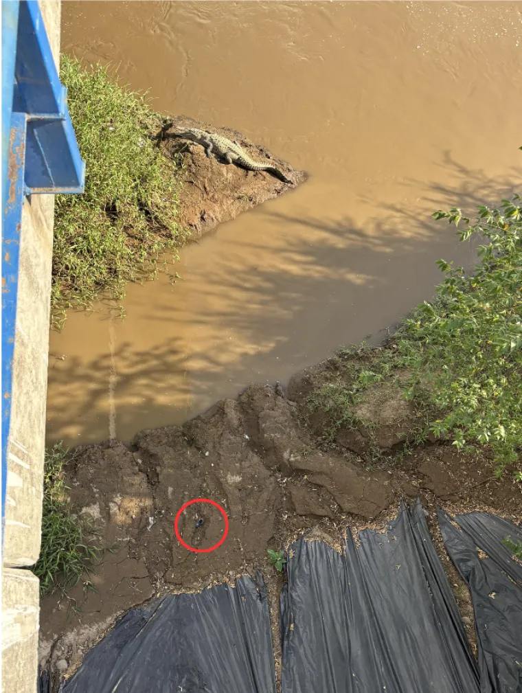 Internet raspamećen: Čak 99% ljudi nije uspjelo naći drugog krokodila, razlog je genijalan