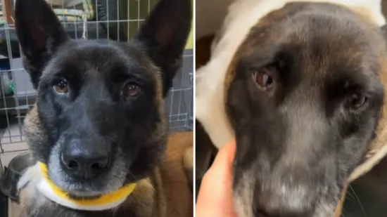 Jeziv napad na psa u romskom naselju: 'Drogirani stanovnici ga pred djecom pokušali priklati'