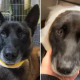 Jeziv napad na psa u romskom naselju: 'Drogirani stanovnici ga pred djecom pokušali priklati'