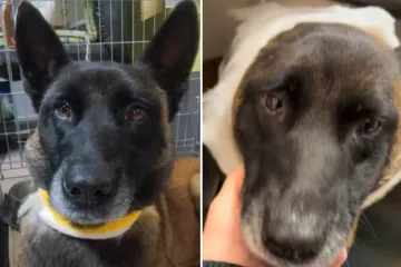 Jeziv napad na psa u romskom naselju: 'Drogirani stanovnici ga pred djecom pokušali priklati'